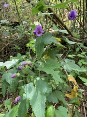 Corynabutilon ochsenii