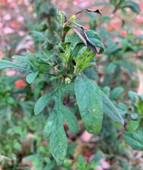 Ambrosia artemisiifolia