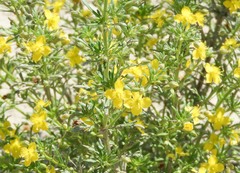 Scoparia montevidensis