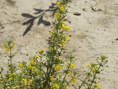 Scoparia montevidensis