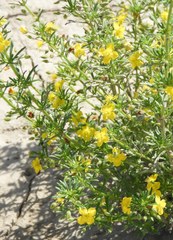 Scoparia montevidensis