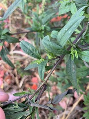 Ambrosia artemisiifolia