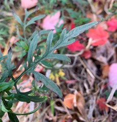 Ambrosia artemisiifolia