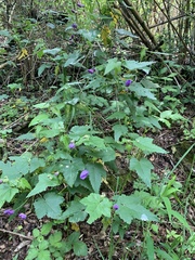 Corynabutilon ochsenii