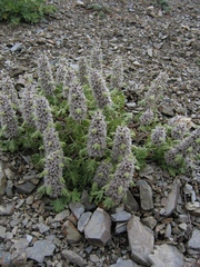 Lagopsis marrubiastrum