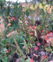 Ambrosia artemisiifolia