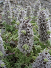 Lagopsis marrubiastrum