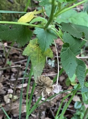 Corynabutilon ochsenii