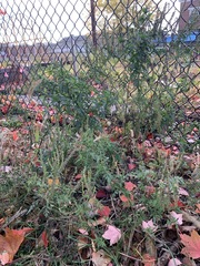 Ambrosia artemisiifolia