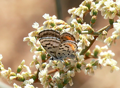 Euphilotes pallescens elvirae