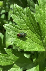 Ditomotarsus punctiventris