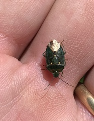 Ditomotarsus punctiventris