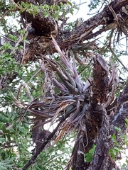 Tillandsia circinnatioides