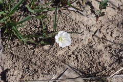 Ipomoea simplex