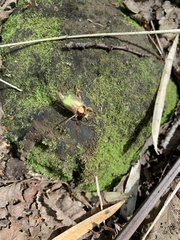 Phytholaema mutabilis