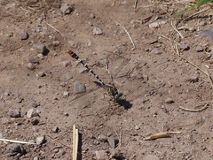 Erpetogomphus lampropeltis