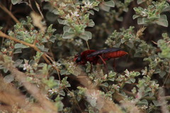 Sphex latreillei
