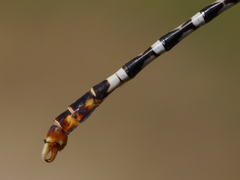 Erpetogomphus lampropeltis