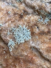 Physcia subtilis
