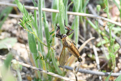 Echthistus rufinervis