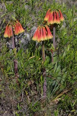 Cyrtanthus obliquus