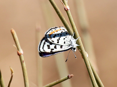Euphilotes pallescens elvirae