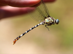 Erpetogomphus lampropeltis