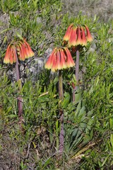 Cyrtanthus obliquus