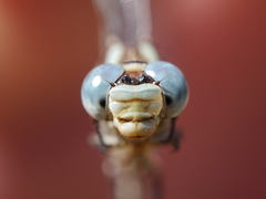 Erpetogomphus lampropeltis