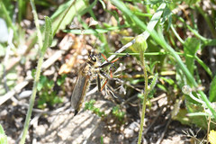 Echthistus rufinervis