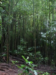 Phyllostachys nigra