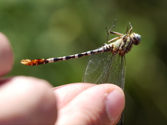 Erpetogomphus lampropeltis