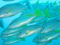 Lutjanus vitta