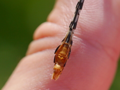 Erpetogomphus lampropeltis
