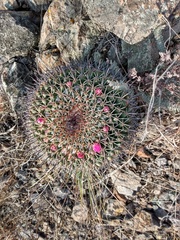 Mammillaria wagneriana