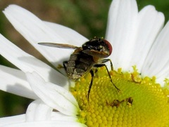Elomya lateralis