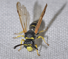 Odynerus mutilatus