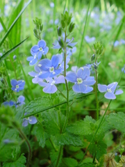 Veronica chamaedrys