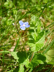 Veronica chamaedrys