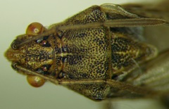 Stictopleurus abutilon