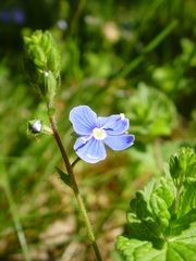 Veronica chamaedrys
