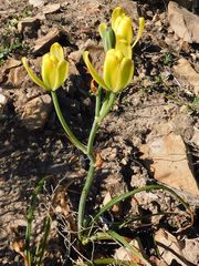 Albuca setosa