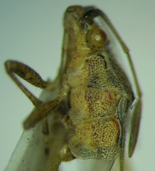 Stictopleurus abutilon