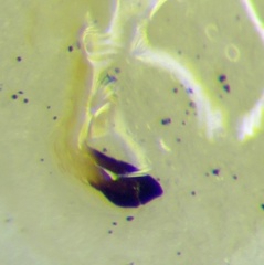 Stictopleurus abutilon