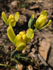Albuca setosa