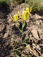 Albuca setosa
