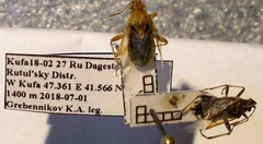 Stictopleurus abutilon