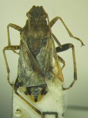 Stictopleurus abutilon