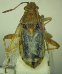 Stictopleurus abutilon