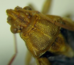 Stictopleurus abutilon